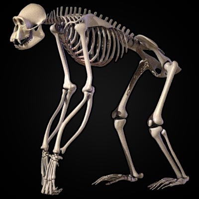 Chimp Skeleton